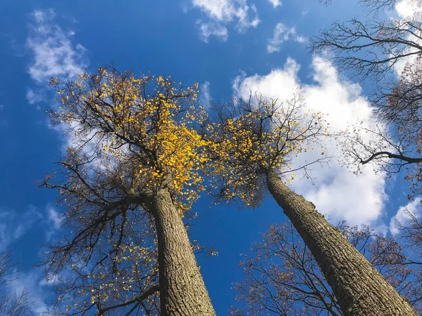 Gyönyörű fekete magas fák sárga ősszel hagy eső ellen a kék ég és fehér felhők. A háttérben — Stock Fotó