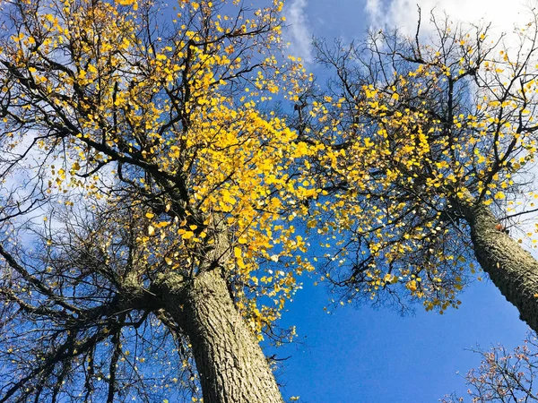 Hermosos árboles negros altos con hojas amarillas de otoño que caen contra un cielo azul y nubes blancas. El trasfondo —  Fotos de Stock