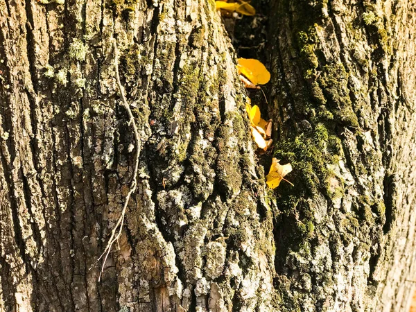 Texture d'écorce foncée naturelle ligneuse avec mousse et fissures et feuilles jaunes. Le contexte — Photo