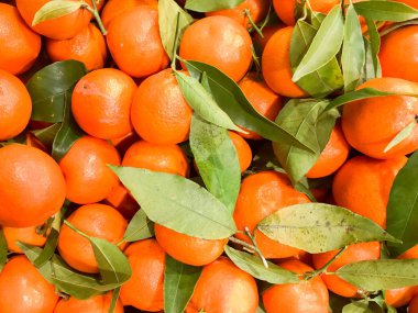 Güzel sarı, turuncu, doğal, tatlı, lezzetli, Olgun, yumuşak, yuvarlak, parlak mandalina, meyve, yeşil yaprakları ile clementines. Doku, arka plan