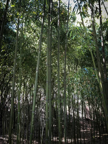 Många gröna trädstammar av bambu rör är långa och flexibla med en stark och solid ihålig stam i en tropisk och subtropisk skog. Textur. Bakgrunden — Stockfoto