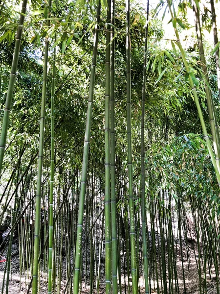 Mnoho zelených kmenů bambusových trubek je vysoké a pružné se silným a pevným dutým stonkem v tropickém a subtropickém lese. Textury. Pozadí — Stock fotografie