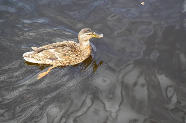 Μια όμορφη υδρόβια πάπια άγριο πουλί με ράμφος και φτερά επιπλέει στο φόντο του νερού στο ποτάμι, λίμνη, λιμνούλα, θάλασσα και πράσινα κρίνα νερού — Φωτογραφία Αρχείου
