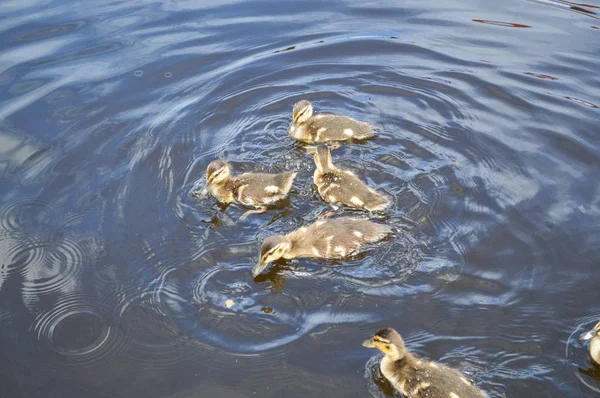 Een kudde van vele mooie wilde watervogels van eenden met kuikens eendjes met snavel en vleugels zwemt tegen de achtergrond van het water in de rivier vijver zee en groene waterlelies — Stockfoto