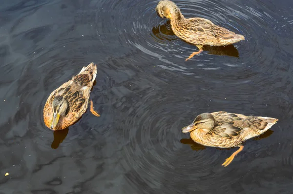 Ein Schwarm schöner wilder Wasservögel aus Enten mit Küken, Entchen mit Schnabel und Flügeln schwimmt vor dem Hintergrund des Wassers im Teich des Flusses Meer und grüne Seerosen — Stockfoto
