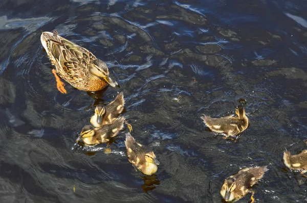 Un troupeau de nombreux beaux oiseaux aquatiques sauvages de canards avec des poussins canetons avec bec et ailes nage sur le fond de l'eau dans le lac de la rivière étang mer et nénuphars verts — Photo