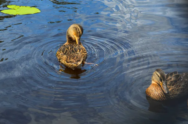 Un beau canard oiseau aquatique sauvage avec un bec et des ailes flotte sur le fond d'eau dans la rivière, lac, étang, mer et nénuphars verts — Photo