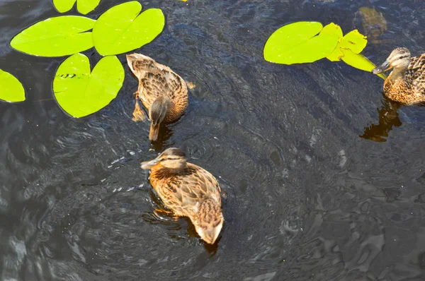 Ένα κοπάδι από πολλά όμορφα άγρια πουλιά του νερού των πάπιες με γκόμενες που φτερουγίσματα με ράμφος και φτερά κολυμπούν στο φόντο του νερού στο ποτάμι λίμνη θάλασσα και κρίνα πράσινο νερό — Φωτογραφία Αρχείου