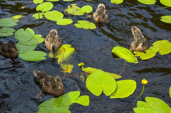 Ein Schwarm schöner wilder Wasservögel aus Enten mit Küken, Entchen mit Schnabel und Flügeln schwimmt vor dem Hintergrund des Wassers im Teich des Flusses Meer und grüne Seerosen — Stockfoto