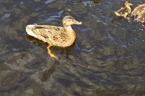 Eine schöne aquatische Wildvogelente mit Schnabel und Flügeln schwimmt vor dem Hintergrund des Wassers in Fluss, See, Teich, Meer und grünen Seerosen — Stockfoto