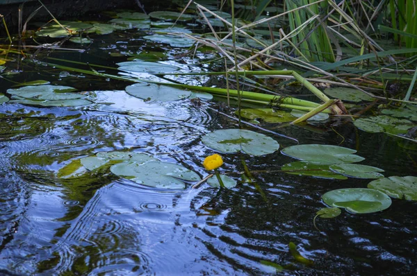 Groene mooie bloemen van waterlelies zijn gele en groene bladeren op het water aan de oevers van de rivier, meren, zeeën in het gras en riet in de natuur. De achtergrond — Stockfoto