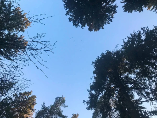 Tampilan bawah mahkota dari puncak pohon-pohon alami dengan daun hijau dan cabang terhadap langit biru — Stok Foto