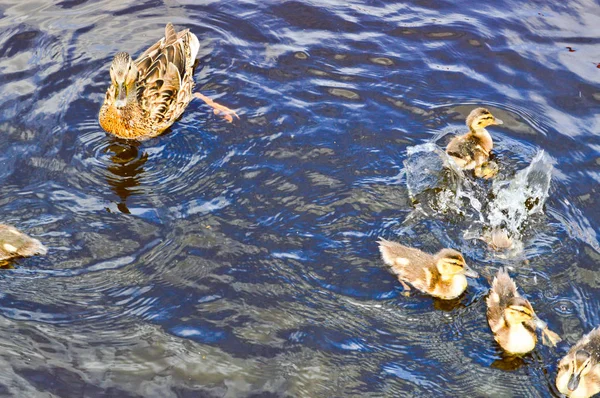 Un troupeau de nombreux beaux oiseaux aquatiques sauvages de canards avec des poussins canetons avec bec et ailes nage sur le fond de l'eau dans le lac de la rivière étang mer et nénuphars verts — Photo