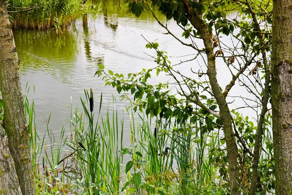 Натуральный зеленый бульдог на фоне пейзажа — стоковое фото