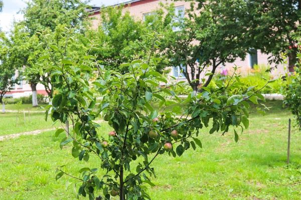 Mały zielony młody sadzonka jabłoń na przyroda w garda — Zdjęcie stockowe