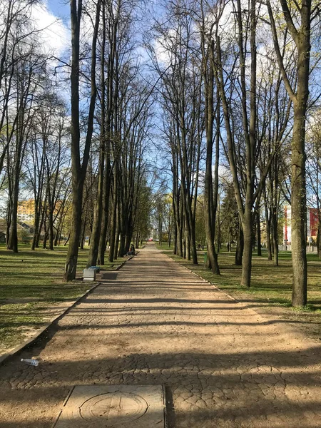 forest alley with trees in the park. beautiful passage on asphalt covered with sand with a sewer hatch. sunny sky, clouds can be seen from under the branches of trees