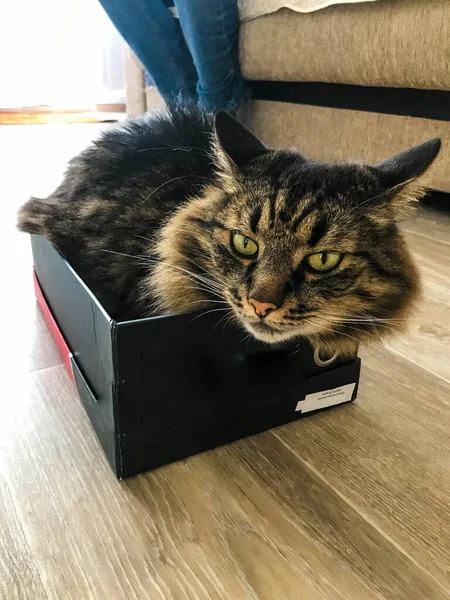 Η μικρή μαύρη γάτα βρίσκεται σε ένα κουτί. πράσινο χαριτωμένο μάτια με βέλη ματιά στον ιδιοκτήτη. παιχνιδιάρικη γάτα παίζει και κοιμάται σε ένα μικρό κουτί. κατοικίδια στο σπίτι, σπιτική άνεση. το κουτί με τη γάτα είναι σε έγχρωμο laminate — Φωτογραφία Αρχείου