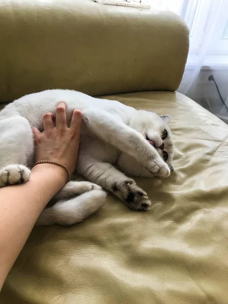 Μια μικρή άσπρη γάτα ξαπλώνει σε έναν δερμάτινο καναπέ. το κατοικίδιο γλείφει το πόδι του με ροζ γλώσσα. γάτα με αυτιά παίζει με τον ιδιοκτήτη. χέρι γρατσουνιές μαλακή και αφράτη κοιλιά της γάτας — Φωτογραφία Αρχείου