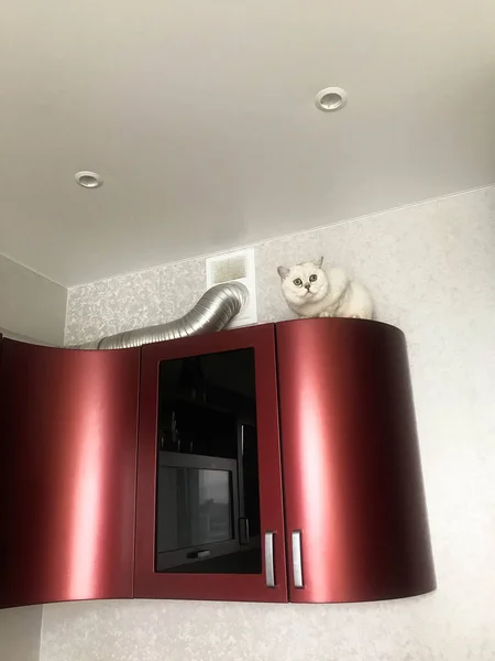 Gatito blanco se sienta en gabinetes de madera roja. tubos de metal están en la parte superior, el gatito se esconde detrás de ellos. el gato se sienta a la altura, juega con la amante. el gato está sentado en la cocina —  Fotos de Stock