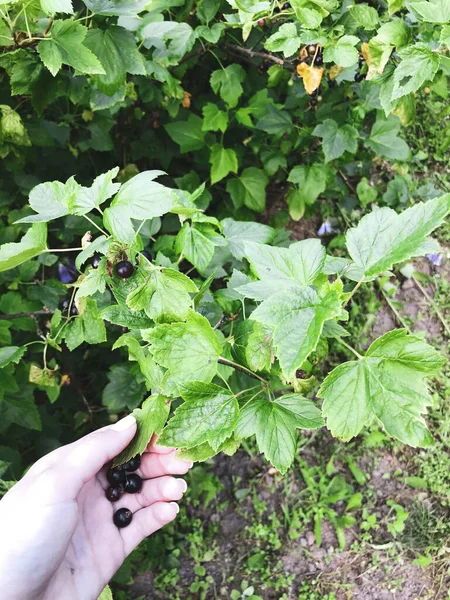 Bayas de grosella negra redondas, sabrosas y jugosas en el bosque. prado de bayas, frutas en las manos de la chica. hojas de arbusto verde limpio. sobre el fondo de la tierra con hierba — Foto de Stock