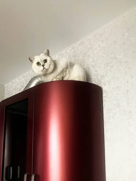 Pequeno gatinho branco senta-se no topo na cozinha vermelha. um gato com orelhas e olhos verdes brinca com seu dono. o animal de estimação está escondido em cima do armário. em um fundo de papel de parede brilhante cinza — Fotografia de Stock