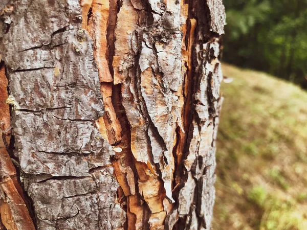 Écorce d'arbre. macro photographie. couche de protection du tronc d'arbre. la texture est naturelle. écorce brune inégale et inégale. écorce volumineuse, sur fond d'herbe verte — Photo