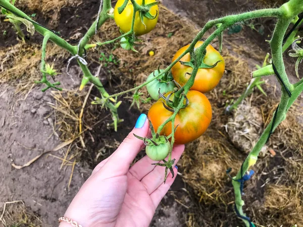 Domatesler sera bahçesinde yetişir. Yuvarlak ve olgunlaşmamış portakal meyveleri. Elinde domates meyvesi tutan mavi manikürlü bir kız. yeşil domates çalıları, sebze çiftliği — Stok fotoğraf