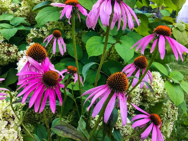 Helles und geschäftiges Blumenbeet mit lila Sonnenhut. Schöne rosa Blüten wachsen im Beet. Enitsea sieht aus wie Kamille — Stockfoto