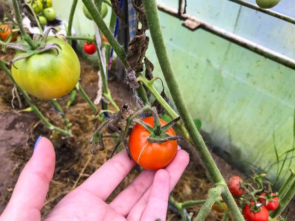 Tomatoes grow in a garden bed in a greenhouse. red, green tomatoes, unripe fruits. the farmer grows domestic crops. fresh vegetables. environmentally friendly products, household — Stock Photo, Image