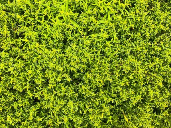 Textuur, natuurlijke achtergrond. groene struik met kleine bladeren. heg in de tuin. het werk van een tuinman. tuinonderhoud. vaste planten. natuurlijke achtergrond van groene kleur van levende planten — Stockfoto