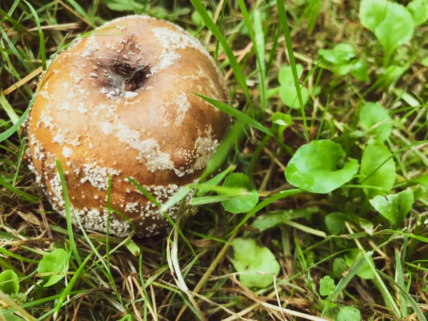 an apple with mold lies on the grass. the fruit of the apple tree rotted away. brown, soft apple with gray mold and insects. rotten apple with a black core, poisoned food, dangerous apple