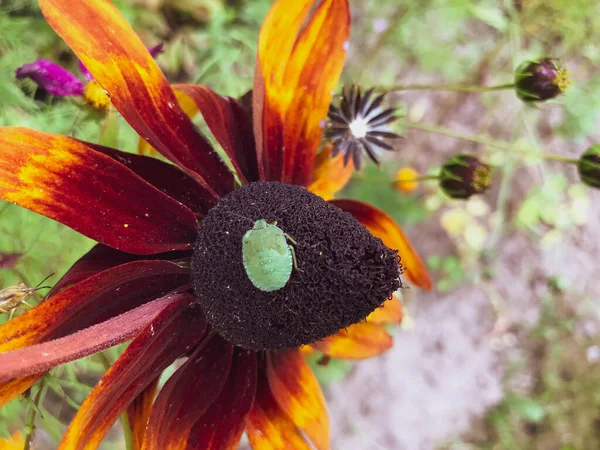 Un pequeño escarabajo verde se sienta sobre una flor. el insecto se sentó en una margarita naranja con un núcleo negro. Los escarabajos se arrastran sobre las flores. macrofotografía, tomas naturalistas. insecto que busca polen en la manzanilla — Foto de Stock
