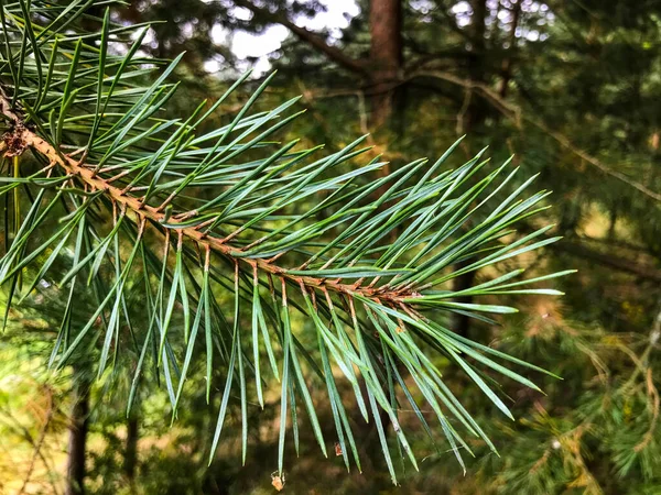 Spruce branch with long green thorns. branch of a Christmas tree for New Year's decoration. spruce branch as a symbol of the new year, decoration of the festive table on christmas eve — Stock Photo, Image