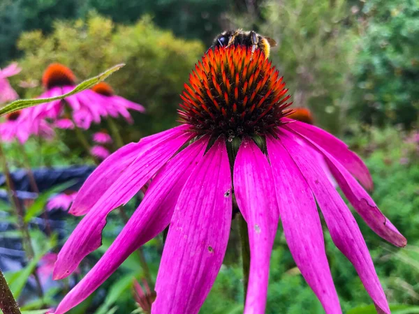 Lila Sonnenhut, rosa Blume, die in einem Blumenbeet wächst. Auf der Blüte sitzt eine große gestreifte Hummel. Das Insekt extrahiert Pollen, Nahrung für sich und die Familie — Stockfoto