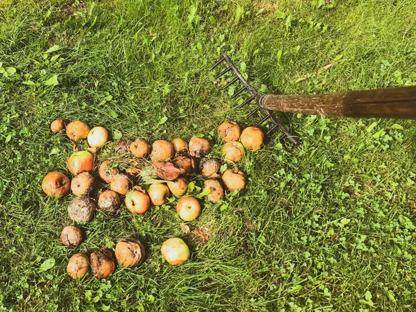 cleaning the autumn garden. red, bright and juicy apples on the ground. the apples are already rotten and moldy. with a wooden rake they are raked into heaps for harvesting and preparing feed
