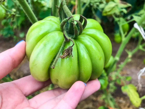 Large green tomato growing in the garden. a tomato from several pieces is held in the hands of a girl with blue nails. farmer grows tomatoes and peppers in a greenhouse. vitamin salad — Stock Photo, Image