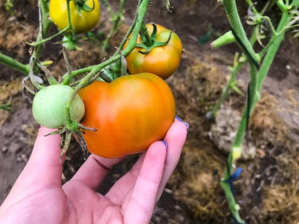 Çalılıklarda yeşil ve olgunlaşmamış domatesler asılı. Taze sebze meyveleri. Cam kültürü. Bahçede sebze yetiştiriyor. Eko ürünleri. Sağlıklı yemek, güzel vücut — Stok fotoğraf