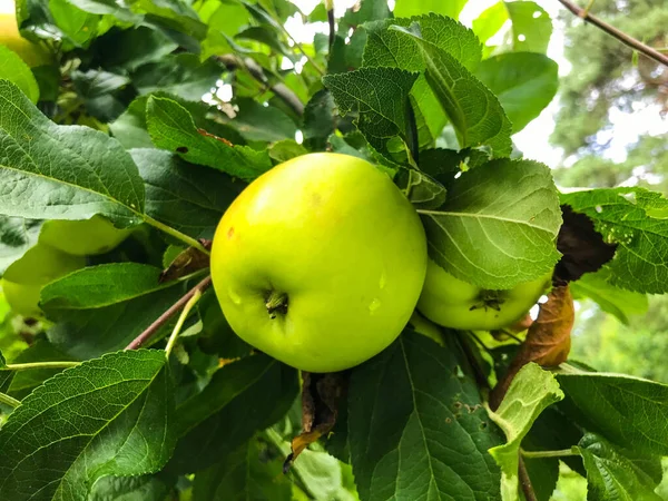 木の枝には緑で丸みを帯びた熟したジューシーなリンゴが見られます。リンゴの木の果実は小さな緑の葉の後ろに隠されています。ジャム作るためのアップル、コンポート。生食 — ストック写真