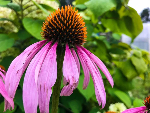 Lila Sonnenhut, rosa Blume, Makrofotografie. schwarzer Blütenkopf, innen befinden sich gelbe Pollenpartikel. Haus für Insekten. schöne Blume für Blumensträusse, Innensträusse — Stockfoto