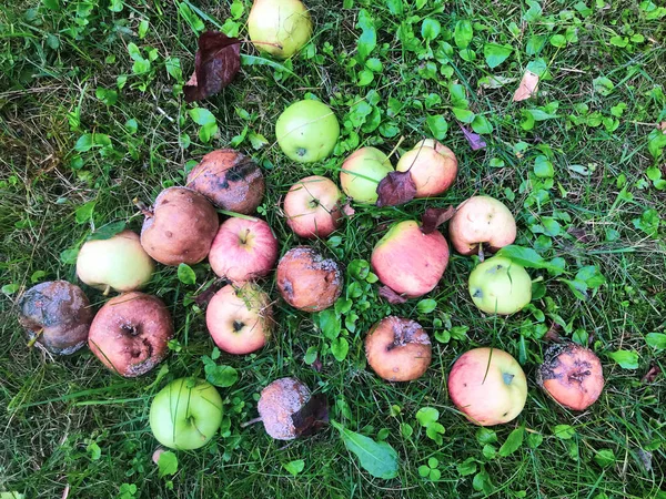 リンゴは草の上の大きなヒープにあります。庭師は木の落ちた実を集めました。緑赤腐ったリンゴの実。動物の餌の準備。フレッシュフルーツ夏の甘み — ストック写真