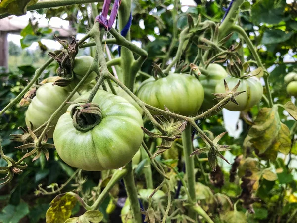 Green and unripe tomatoes are hanging on the bush. large fruits of unripe vegetables. in the greenhouse vegetable plantation with tomatoes and cucumbers. growing organic products — Stock Photo, Image