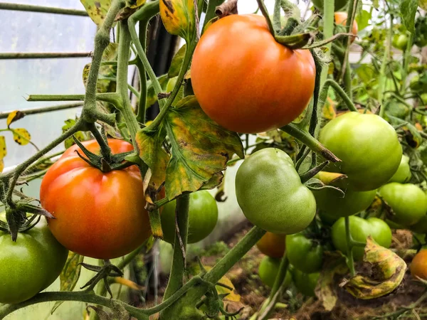 Çalılıklarda yeşil ve olgunlaşmamış domatesler asılı. Yuvarlak şekilli büyük meyveler. Sera bahçesinde domates ve salatalık olgunlaşır. tarım ürünleri, vitamin yatağı — Stok fotoğraf