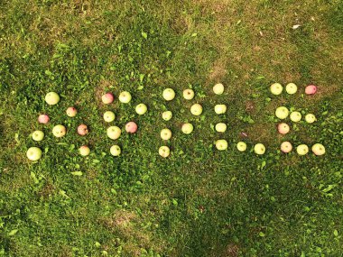 Elmadan haber var. Harfler elmalarla kaplı. Çimlerin üzerinde alışılmadık bir yazı var. Elma kelimesi elmalarla doludur. Sonbahar çimlerinde kırmızı, yeşil, sarı elmalar. bahçeyi temizlemek
