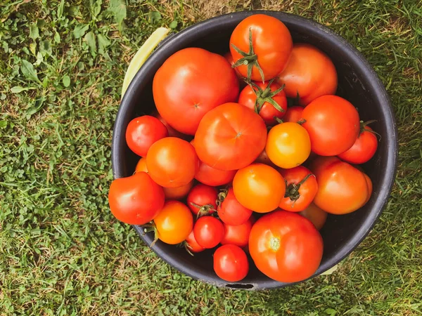 Fresh and tasty tomatoes are in a bucket. vegetables for pasta, pizza and ketchup. preparation of food. tasty and healthy food. vitamin products. natural vitamins for health — Stock Photo, Image