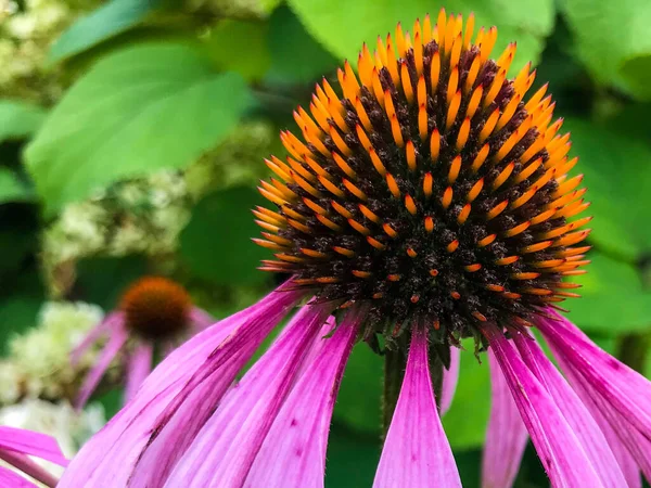 Coneflower roxo, flor rosa, macrofotografia. cabeça de flor preta, dentro há partículas de pólen amarelo. vista close-up, no contexto de plantas de grama verde — Fotografia de Stock