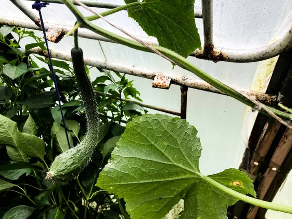 A strangely uneven cucumber hangs in the greenhouse. fruits of vegetables ripen in the garden. cucumbers surrounded by green large leaves. natural product. rusty polyethylene greenhouse — Stock Photo, Image