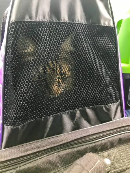 Black fluffy cat sits in a soft carrier. pet cage made of soft material. animal mobility. cats travel in a cage with soft bedding and a fabric door. comfortable carrying, the animal travels — Stock Image Black fluffy cat sits in a soft carrier. pet cage made of soft material. animal mobility. cats travel in a cage with soft bedding and a fabric door. comfortable carrying, the animal travels Stock Image