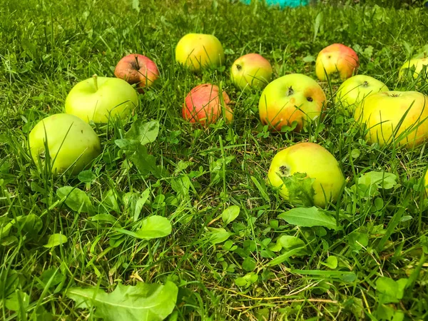 Apples of different colors lie on green fresh grass. fruits of green, red color fell from the tree. apple orchard, vegetarianism, healthy eating. good habits instead of bad ones — Stock Photo, Image