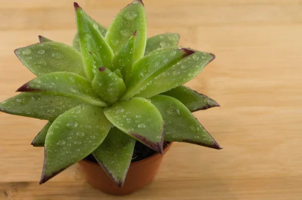 Small succulent with water drops on the wooden background.