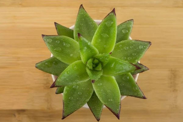 Small succulent with water drops on the wooden background.